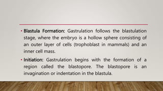 • Blastula Formation: Gastrulation follows the blastulation
stage, where the embryo is a hollow sphere consisting of
an outer layer of cells (trophoblast in mammals) and an
inner cell mass.
• Initiation: Gastrulation begins with the formation of a
region called the blastopore. The blastopore is an
invagination or indentation in the blastula.
 