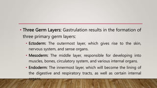 • Three Germ Layers: Gastrulation results in the formation of
three primary germ layers:
• Ectoderm: The outermost layer, which gives rise to the skin,
nervous system, and sense organs.
• Mesoderm: The middle layer, responsible for developing into
muscles, bones, circulatory system, and various internal organs.
• Endoderm: The innermost layer, which will become the lining of
the digestive and respiratory tracts, as well as certain internal
organs.
 