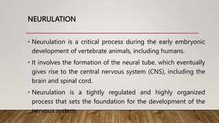 NEURULATION
• Neurulation is a critical process during the early embryonic
development of vertebrate animals, including humans.
• It involves the formation of the neural tube, which eventually
gives rise to the central nervous system (CNS), including the
brain and spinal cord.
• Neurulation is a tightly regulated and highly organized
process that sets the foundation for the development of the
nervous system.
 