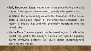 • Early Embryonic Stage: Neurulation takes place during the early
stages of embryonic development, typically after gastrulation.
• Initiation: The process begins with the formation of the neural
plate, a specialized region of the embryonic ectoderm. This
region is initially flat and will eventually transform into the
neural tube.
• Neural Plate: The neural plate is a thickened region of cells in the
dorsal (top) part of the embryo. It arises from specific signaling
events involving proteins like BMPs (bone morphogenetic
proteins) and noggin.
 