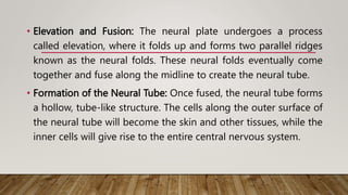• Elevation and Fusion: The neural plate undergoes a process
called elevation, where it folds up and forms two parallel ridges
known as the neural folds. These neural folds eventually come
together and fuse along the midline to create the neural tube.
• Formation of the Neural Tube: Once fused, the neural tube forms
a hollow, tube-like structure. The cells along the outer surface of
the neural tube will become the skin and other tissues, while the
inner cells will give rise to the entire central nervous system.
 
