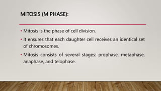MITOSIS (M PHASE):
• Mitosis is the phase of cell division.
• It ensures that each daughter cell receives an identical set
of chromosomes.
• Mitosis consists of several stages: prophase, metaphase,
anaphase, and telophase.
 