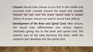 • Closure: Neural tube closure occurs first in the middle and
proceeds both cranially (toward the head) and caudally
(toward the tail) until the entire neural tube is sealed.
Failure of proper closure can lead to neural tube defects.
• Development of the Brain and Spinal Cord: After closure,
the neural tube differentiates into various regions,
ultimately giving rise to the brain and spinal cord. The
anterior part of the tube becomes the brain, while the
posterior part develops into the spinal cord.
 