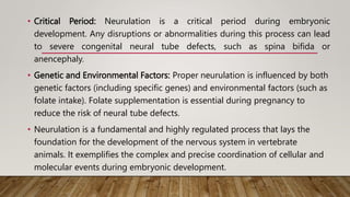 • Critical Period: Neurulation is a critical period during embryonic
development. Any disruptions or abnormalities during this process can lead
to severe congenital neural tube defects, such as spina bifida or
anencephaly.
• Genetic and Environmental Factors: Proper neurulation is influenced by both
genetic factors (including specific genes) and environmental factors (such as
folate intake). Folate supplementation is essential during pregnancy to
reduce the risk of neural tube defects.
• Neurulation is a fundamental and highly regulated process that lays the
foundation for the development of the nervous system in vertebrate
animals. It exemplifies the complex and precise coordination of cellular and
molecular events during embryonic development.
 