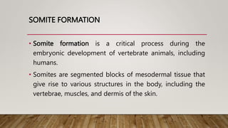 SOMITE FORMATION
• Somite formation is a critical process during the
embryonic development of vertebrate animals, including
humans.
• Somites are segmented blocks of mesodermal tissue that
give rise to various structures in the body, including the
vertebrae, muscles, and dermis of the skin.
 