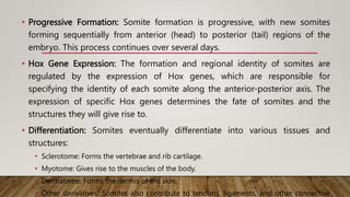 • Progressive Formation: Somite formation is progressive, with new somites
forming sequentially from anterior (head) to posterior (tail) regions of the
embryo. This process continues over several days.
• Hox Gene Expression: The formation and regional identity of somites are
regulated by the expression of Hox genes, which are responsible for
specifying the identity of each somite along the anterior-posterior axis. The
expression of specific Hox genes determines the fate of somites and the
structures they will give rise to.
• Differentiation: Somites eventually differentiate into various tissues and
structures:
• Sclerotome: Forms the vertebrae and rib cartilage.
• Myotome: Gives rise to the muscles of the body.
• Dermatome: Forms the dermis of the skin.
• Other derivatives: Somites also contribute to tendons, ligaments, and other connective
 