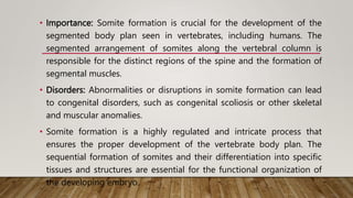 • Importance: Somite formation is crucial for the development of the
segmented body plan seen in vertebrates, including humans. The
segmented arrangement of somites along the vertebral column is
responsible for the distinct regions of the spine and the formation of
segmental muscles.
• Disorders: Abnormalities or disruptions in somite formation can lead
to congenital disorders, such as congenital scoliosis or other skeletal
and muscular anomalies.
• Somite formation is a highly regulated and intricate process that
ensures the proper development of the vertebrate body plan. The
sequential formation of somites and their differentiation into specific
tissues and structures are essential for the functional organization of
the developing embryo.
 