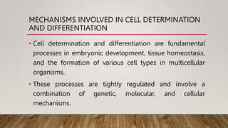 MECHANISMS INVOLVED IN CELL DETERMINATION
AND DIFFERENTIATION
• Cell determination and differentiation are fundamental
processes in embryonic development, tissue homeostasis,
and the formation of various cell types in multicellular
organisms.
• These processes are tightly regulated and involve a
combination of genetic, molecular, and cellular
mechanisms.
 