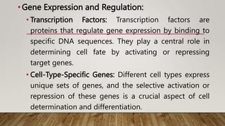 •Gene Expression and Regulation:
• Transcription Factors: Transcription factors are
proteins that regulate gene expression by binding to
specific DNA sequences. They play a central role in
determining cell fate by activating or repressing
target genes.
• Cell-Type-Specific Genes: Different cell types express
unique sets of genes, and the selective activation or
repression of these genes is a crucial aspect of cell
determination and differentiation.
 