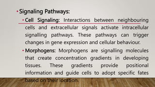 •Signaling Pathways:
• Cell Signaling: Interactions between neighbouring
cells and extracellular signals activate intracellular
signalling pathways. These pathways can trigger
changes in gene expression and cellular behaviour.
• Morphogens: Morphogens are signalling molecules
that create concentration gradients in developing
tissues. These gradients provide positional
information and guide cells to adopt specific fates
based on their location.
 