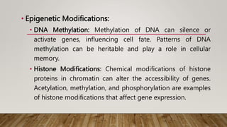 • Epigenetic Modifications:
• DNA Methylation: Methylation of DNA can silence or
activate genes, influencing cell fate. Patterns of DNA
methylation can be heritable and play a role in cellular
memory.
• Histone Modifications: Chemical modifications of histone
proteins in chromatin can alter the accessibility of genes.
Acetylation, methylation, and phosphorylation are examples
of histone modifications that affect gene expression.
 