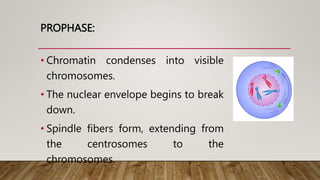 PROPHASE:
• Chromatin condenses into visible
chromosomes.
• The nuclear envelope begins to break
down.
• Spindle fibers form, extending from
the centrosomes to the
chromosomes.
 