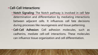 • Cell-Cell Interactions:
• Notch Signaling: The Notch pathway is involved in cell fate
determination and differentiation by mediating interactions
between adjacent cells. It influences cell fate decisions
during processes like neurogenesis and tissue patterning.
• Cell-Cell Adhesion: Cell adhesion molecules, such as
cadherins, mediate cell-cell interactions. These molecules
can influence tissue organization and cell differentiation.
 
