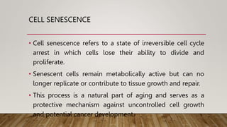 CELL SENESCENCE
• Cell senescence refers to a state of irreversible cell cycle
arrest in which cells lose their ability to divide and
proliferate.
• Senescent cells remain metabolically active but can no
longer replicate or contribute to tissue growth and repair.
• This process is a natural part of aging and serves as a
protective mechanism against uncontrolled cell growth
and potential cancer development.
 