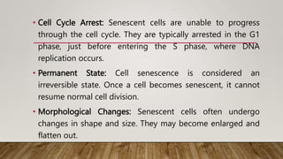 • Cell Cycle Arrest: Senescent cells are unable to progress
through the cell cycle. They are typically arrested in the G1
phase, just before entering the S phase, where DNA
replication occurs.
• Permanent State: Cell senescence is considered an
irreversible state. Once a cell becomes senescent, it cannot
resume normal cell division.
• Morphological Changes: Senescent cells often undergo
changes in shape and size. They may become enlarged and
flatten out.
 