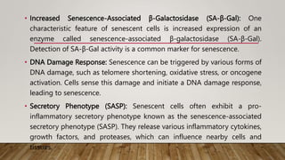 • Increased Senescence-Associated β-Galactosidase (SA-β-Gal): One
characteristic feature of senescent cells is increased expression of an
enzyme called senescence-associated β-galactosidase (SA-β-Gal).
Detection of SA-β-Gal activity is a common marker for senescence.
• DNA Damage Response: Senescence can be triggered by various forms of
DNA damage, such as telomere shortening, oxidative stress, or oncogene
activation. Cells sense this damage and initiate a DNA damage response,
leading to senescence.
• Secretory Phenotype (SASP): Senescent cells often exhibit a pro-
inflammatory secretory phenotype known as the senescence-associated
secretory phenotype (SASP). They release various inflammatory cytokines,
growth factors, and proteases, which can influence nearby cells and
tissues.
 