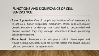 FUNCTIONS AND SIGNIFICANCE OF CELL
SENESCENCE:
• Tumor Suppression: One of the primary functions of cell senescence is
to act as a tumor suppressor mechanism. When cells accumulate
genetic mutations or damage that could lead to uncontrolled cell
division (cancer), they may undergo senescence instead, preventing
cancer development.
• Tissue Repair: Senescence can also play a role in tissue repair and
wound healing. Senescent cells can secrete factors that recruit immune
cells and promote tissue regeneration.
 
