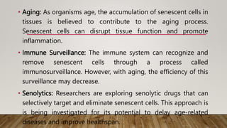 • Aging: As organisms age, the accumulation of senescent cells in
tissues is believed to contribute to the aging process.
Senescent cells can disrupt tissue function and promote
inflammation.
• Immune Surveillance: The immune system can recognize and
remove senescent cells through a process called
immunosurveillance. However, with aging, the efficiency of this
surveillance may decrease.
• Senolytics: Researchers are exploring senolytic drugs that can
selectively target and eliminate senescent cells. This approach is
is being investigated for its potential to delay age-related
diseases and improve healthspan.
 
