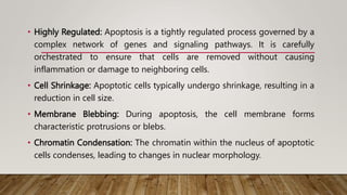 • Highly Regulated: Apoptosis is a tightly regulated process governed by a
complex network of genes and signaling pathways. It is carefully
orchestrated to ensure that cells are removed without causing
inflammation or damage to neighboring cells.
• Cell Shrinkage: Apoptotic cells typically undergo shrinkage, resulting in a
reduction in cell size.
• Membrane Blebbing: During apoptosis, the cell membrane forms
characteristic protrusions or blebs.
• Chromatin Condensation: The chromatin within the nucleus of apoptotic
cells condenses, leading to changes in nuclear morphology.
 