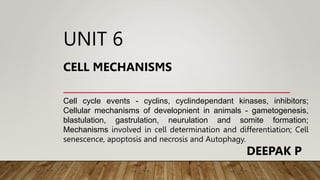 UNIT 6
CELL MECHANISMS
Cell cycle events - cyclins, cyclindependant kinases, inhibitors;
Cellular mechanisms of developnient in animals - gametogenesis,
blastulation, gastrulation, neurulation and somite formation;
Mechanisms involved in cell determination and differentiation; Cell
senescence, apoptosis and necrosis and Autophagy.
DEEPAK P
 