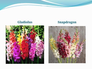 Gladiolus Snapdragon
 