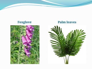 Foxglove Palm leaves
 