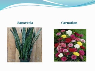 Sansveria Carnation
 