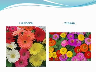 Gerbera Zinnia
 