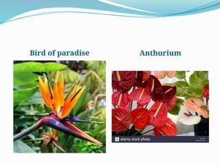 Bird of paradise Anthurium
 
