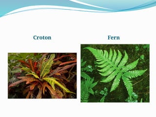 Croton Fern
 