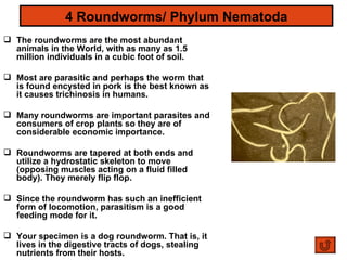Roundworm Movement System Unit6 animalkingdom-120406055257-phpapp02 | PPT