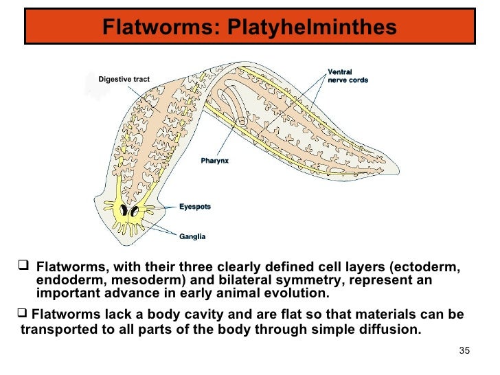 What is the importance of platyhelminthes?