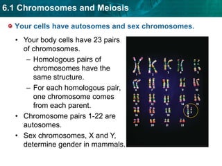 Unit 6 Chromosomes And Meiosis