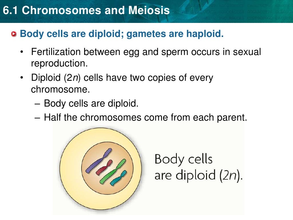 Unit 6 Chromosomes And Meiosis