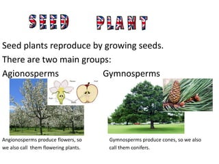 Seed plants reproduce by growing seeds.
There are two main groups:
Agionosperms            Gymnosperms




Angionosperms produce flowers, so     Gymnosperms produce cones, so we also
we also call them flowering plants.   call them conifers.
 