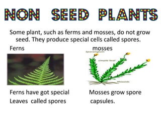 Some plant, such as ferms and mosses, do not grow
  seed. They produce special cells called spores.
Ferns                         mosses




Ferns have got special     Mosses grow spore
Leaves called spores       capsules.
 
