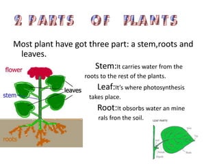 Most plant have got three part: a stem,roots and
 leaves.
                      Stem:It carries water from the
                    roots to the rest of the plants.
                        Leaf:It’s where photosynthesis
                     takes place.
                        Root:It obsorbs water an mine
                         rals fron the soil.
ls
 