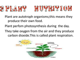 Plant are autotroph organisms;this means they
  produce their own food.
Plant perfom photosynthesis during the day.
They take oxygen from the air and they produce
  carbon dioxide.This is called plant respiration.
 