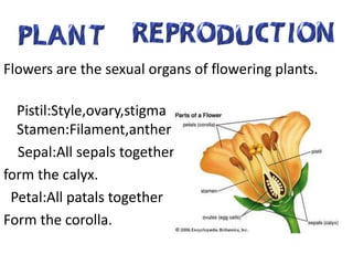 Flowers are the sexual organs of flowering plants.

  Pistil:Style,ovary,stigma
  Stamen:Filament,anther
  Sepal:All sepals together
form the calyx.
 Petal:All patals together
Form the corolla.
 