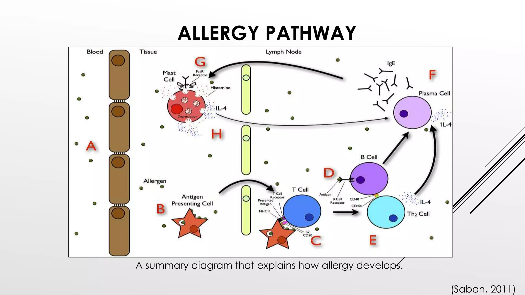 ALLERGY PATHWAY
A summary diagram that explains how allergy develops.
(Saban, 2011)
 