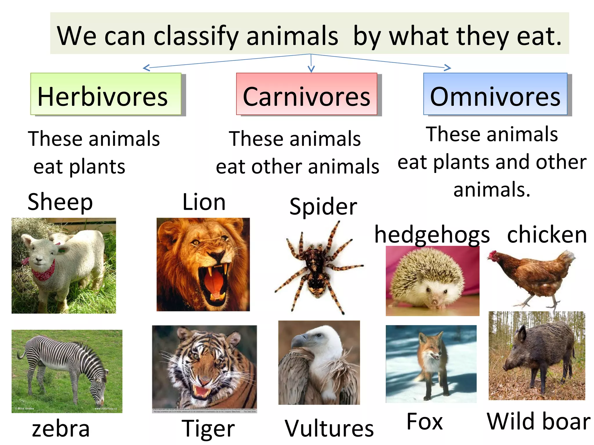 We can classify animals by what they eat.
HerbivoresHerbivores CarnivoresCarnivores OmnivoresOmnivores
These animals
eat plants
These animals
eat other animals
These animals
eat plants and other
animals.
hedgehogs chicken
Fox Wild boar
Sheep
zebra
Lion Spider
Tiger Vultures