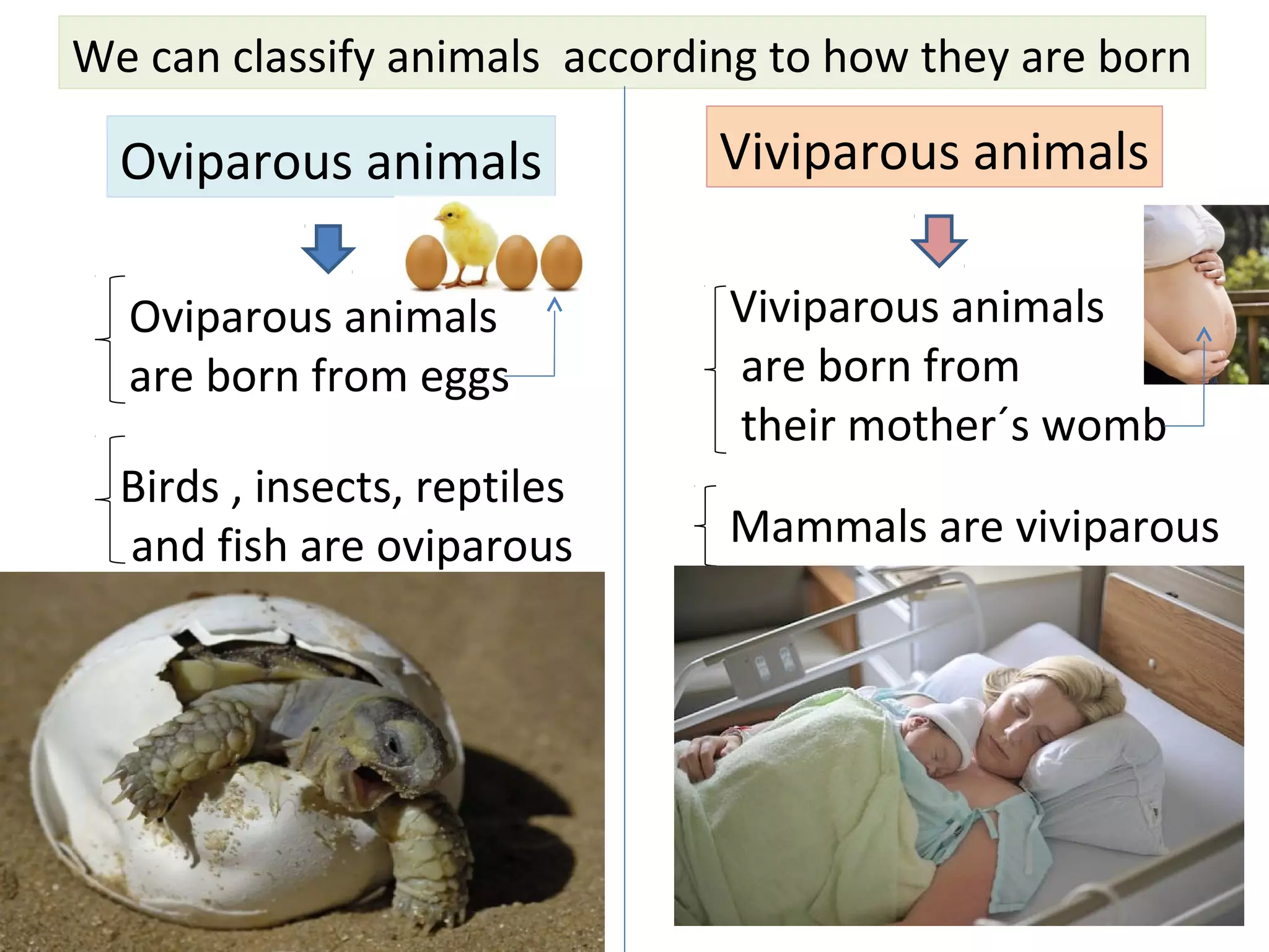 We can classify animals according to how they are born
Oviparous animals Viviparous animals
Oviparous animals
are born from eggs
Viviparous animals
are born from
their mother´s womb
Birds , insects, reptiles
and fish are oviparous Mammals are viviparous