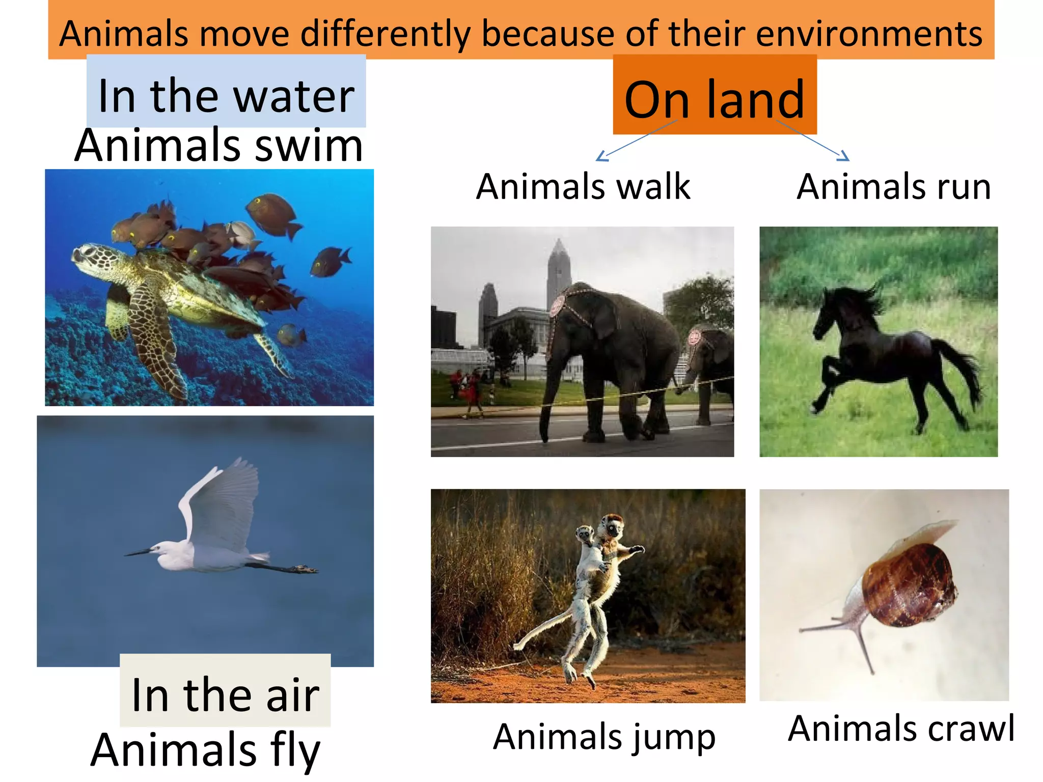 Animals move differently because of their environments
In the water
Animals swim
In the air
Animals fly
On land
Animals walk Animals run
Animals jump Animals crawl