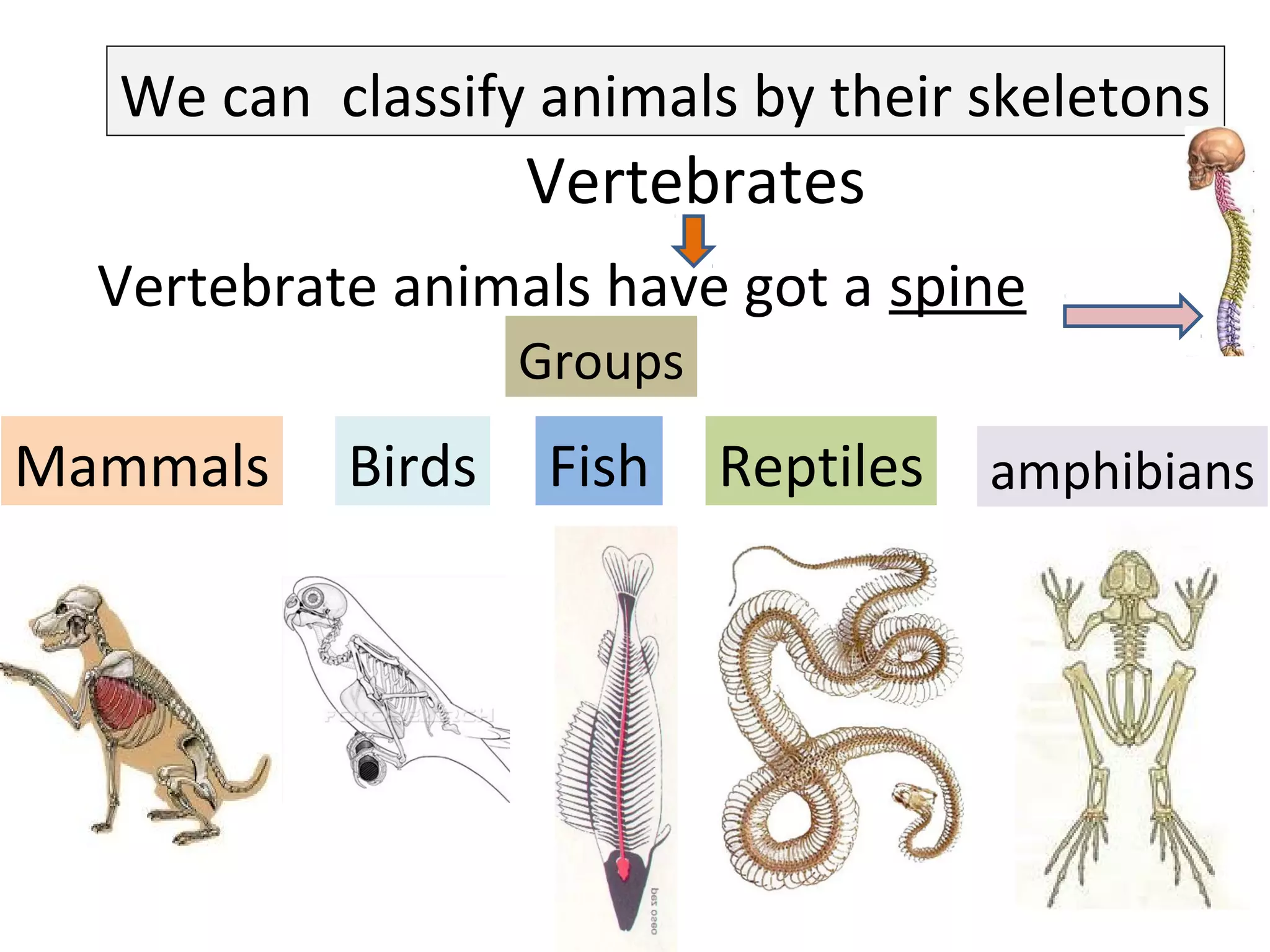 We can classify animals by their skeletons
Vertebrates
Vertebrate animals have got a spine
Groups
Mammals Birds Fish Reptiles amphibians