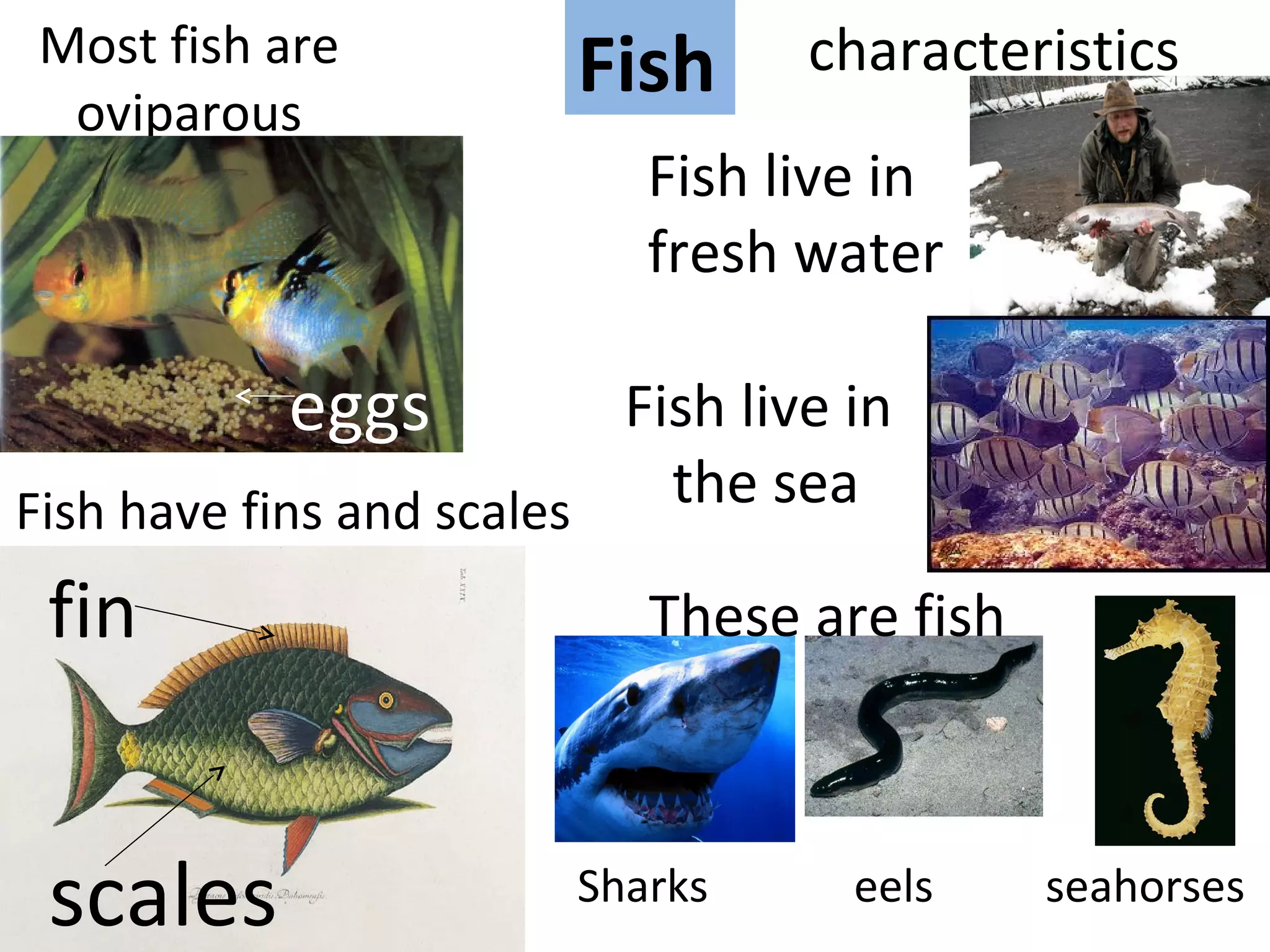FishMost fish are
oviparous
characteristics
Fish have fins and scales
eggs
scales
fin
Fish live in
fresh water
Fish live in
the sea
Sharks eels seahorses
These are fish