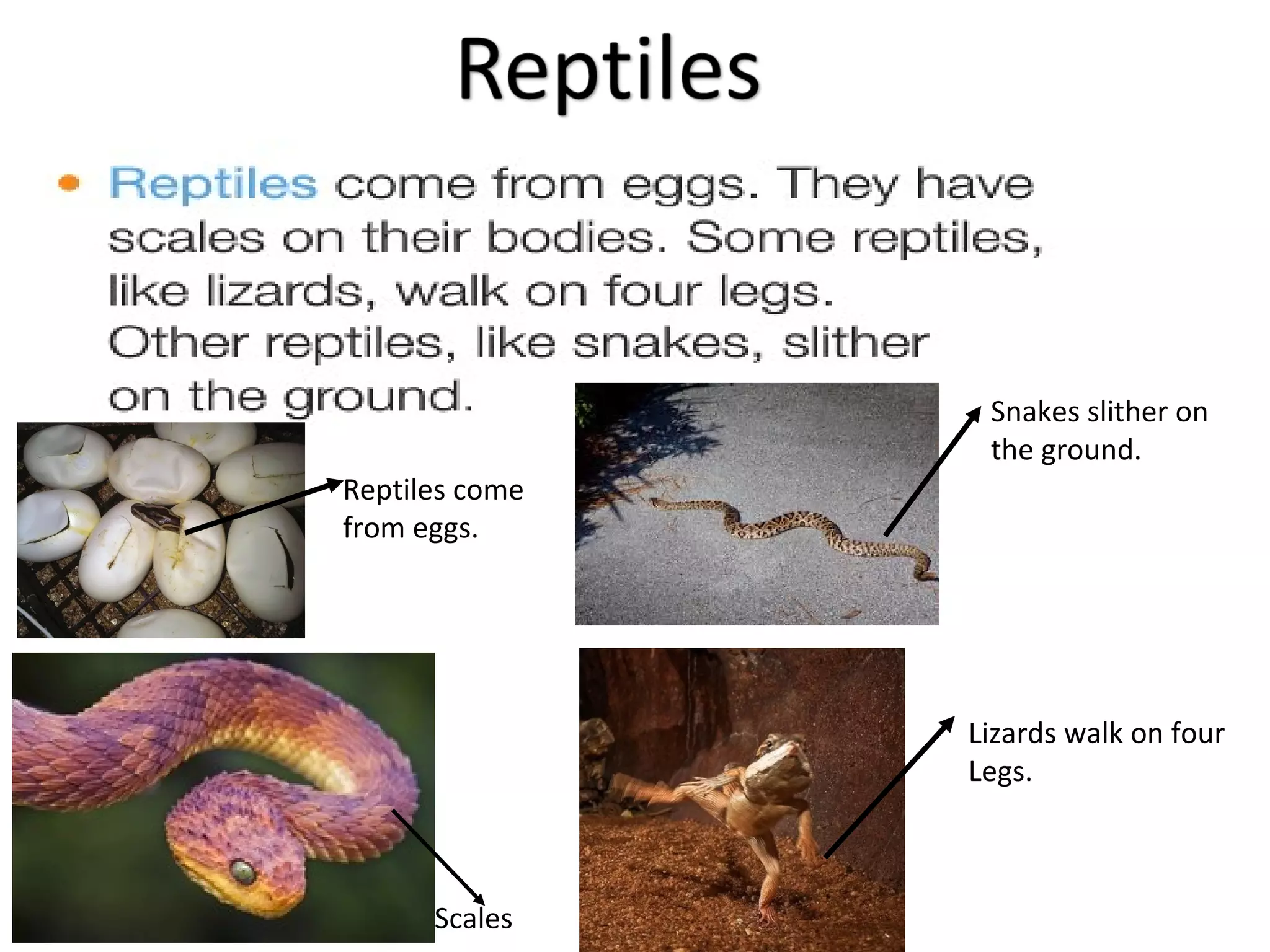 Scales
Snakes slither on
the ground.
Lizards walk on four
Legs.
Reptiles come
from eggs.