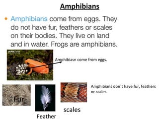 Amphibians
Amphibiasn come from eggs.
Fur
Feather
scales
Amphibians don´t have fur, feathers
or scales.