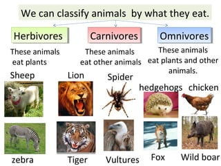We can classify animals by what they eat.
HerbivoresHerbivores CarnivoresCarnivores OmnivoresOmnivores
These animals
eat plants
These animals
eat other animals
These animals
eat plants and other
animals.
hedgehogs chicken
Fox Wild boar
Sheep
zebra
Lion Spider
Tiger Vultures