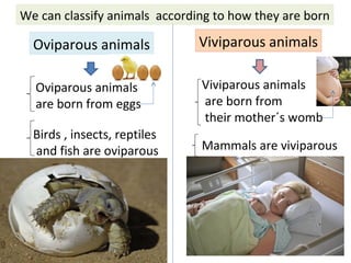 We can classify animals according to how they are born
Oviparous animals Viviparous animals
Oviparous animals
are born from eggs
Viviparous animals
are born from
their mother´s womb
Birds , insects, reptiles
and fish are oviparous Mammals are viviparous