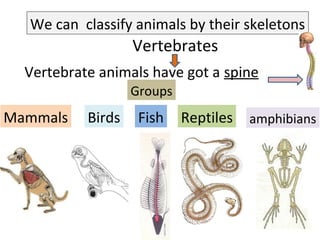 We can classify animals by their skeletons
Vertebrates
Vertebrate animals have got a spine
Groups
Mammals Birds Fish Reptiles amphibians